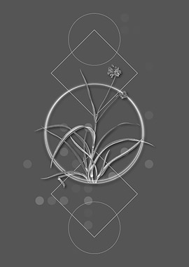 Vintage Spiderwort Flower