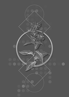 Geometric Gray Botanical