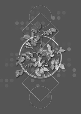 Blooming Sweetbriar Rose