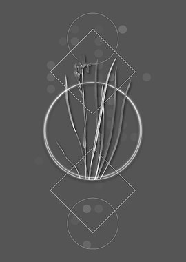 Vintage Siberian Iris