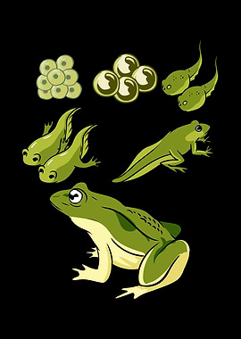 Biology Frog Life Cycle