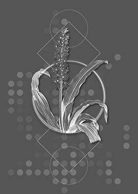 Vintage Eucomis Punctata