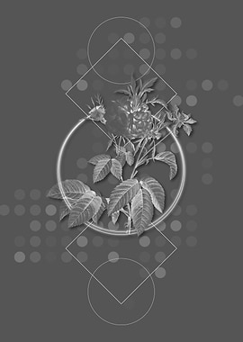 Vintage Pink Agatha Rose