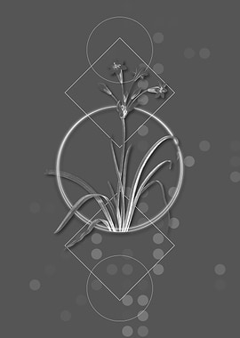 Moody Crytanthus Vittatus