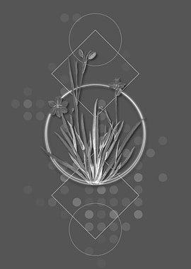 Vintage Yellow Eyed Grass