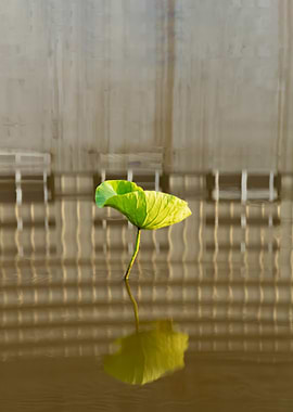 Dance of the Lotus Shadow