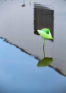 Dance of the Lotus Shadow