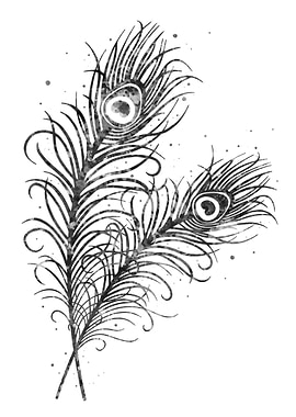 Peacock feathers