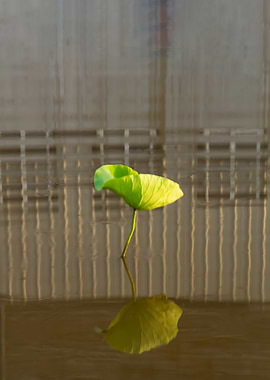 Dance of the Lotus Shadow