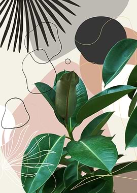 Ficus Fan Palm Finesse 1