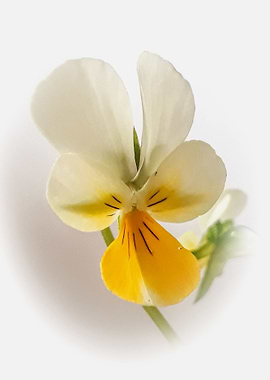 Wild pansy