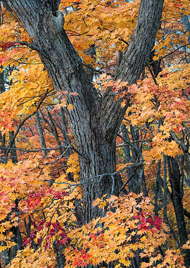 Autumn in the Japanese For