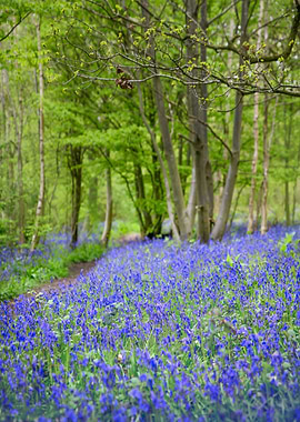 Carpet of Blue Bells