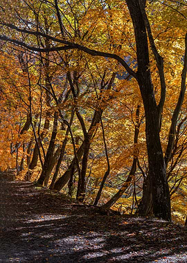 Autumn in the Japanese For