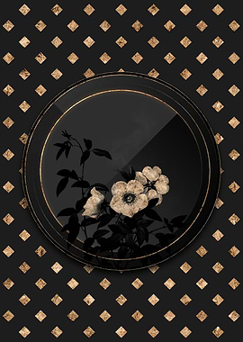 Shadowy White Rose of Snow