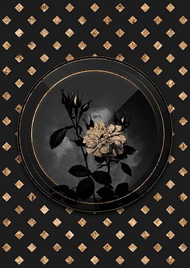 Gold Autumn Damask Rose