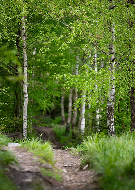 Spring forest, trees,alley