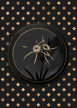 Black and Gold Spiderlily