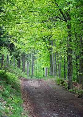 Spring forest, trees,alley