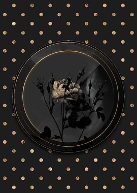 Shadowy Anemone Black Rose