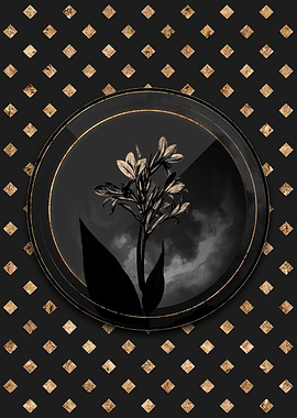 Black and Gold Water Canna