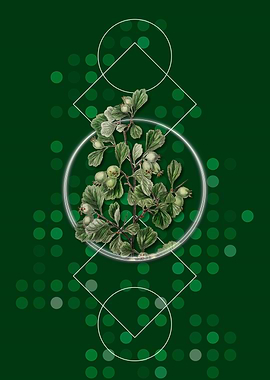 Spathula Leaf Thorn Flower