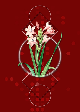 Vintage Gladiolus Saccatus