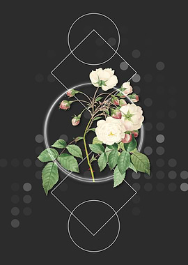 Adelia Aurelianensis Flora