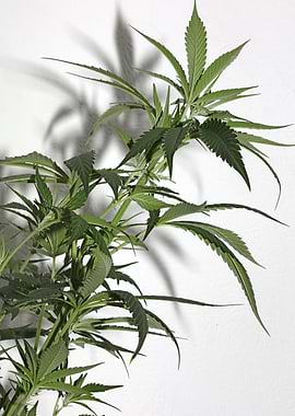 Cannabis sativa close up