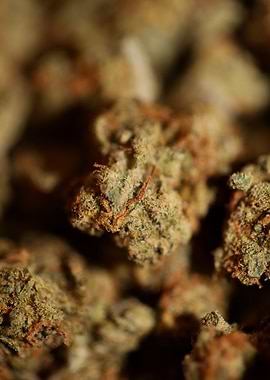 Medical cannabis close up