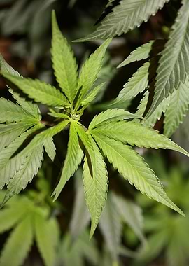 Cannabis sativa close up