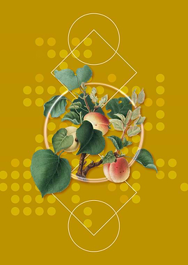 Geometric Apricot Fruit