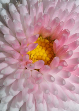 White bellis flower macro