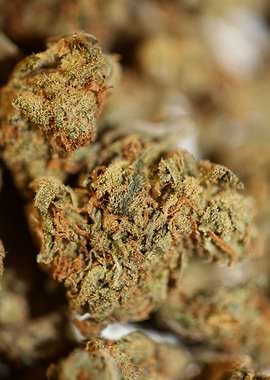 Marihuana buds close up