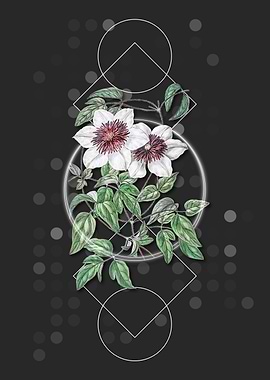 Vintage Siebalds Clematis