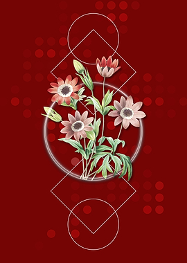 Broad Leaved Anemone Flora