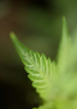 Cannabis sativa leaf macro