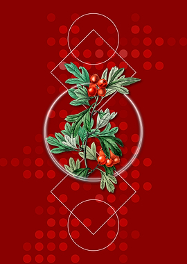 Geometric Morocco Hawthorn