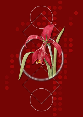 Vintage Amaryllis Flower