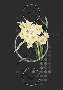 Bunch Flowered Daffodil