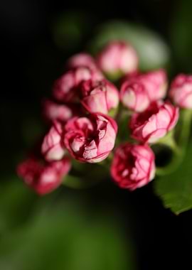 Crataegus flower close up