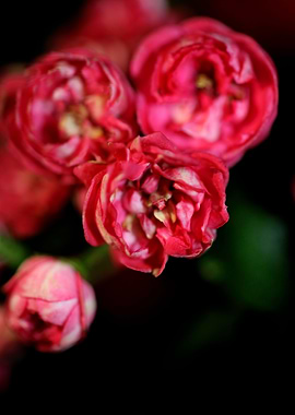 Crataegus flower close up