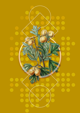 Geometric Aronia Thorn