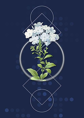 Vintage Plumbago Caerulea