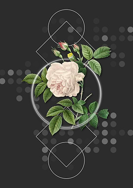 Vintage Rosa Indica Flower