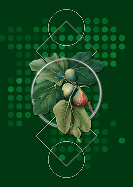 Geometric Common Fig Fruit