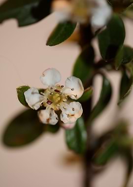 Cotoneaster flowers macro