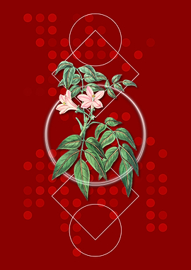 Turraea Pinnata Flower