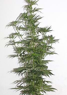 Cannabis sativa close up