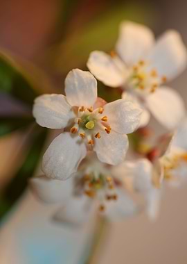 Choisya ternata blossoming